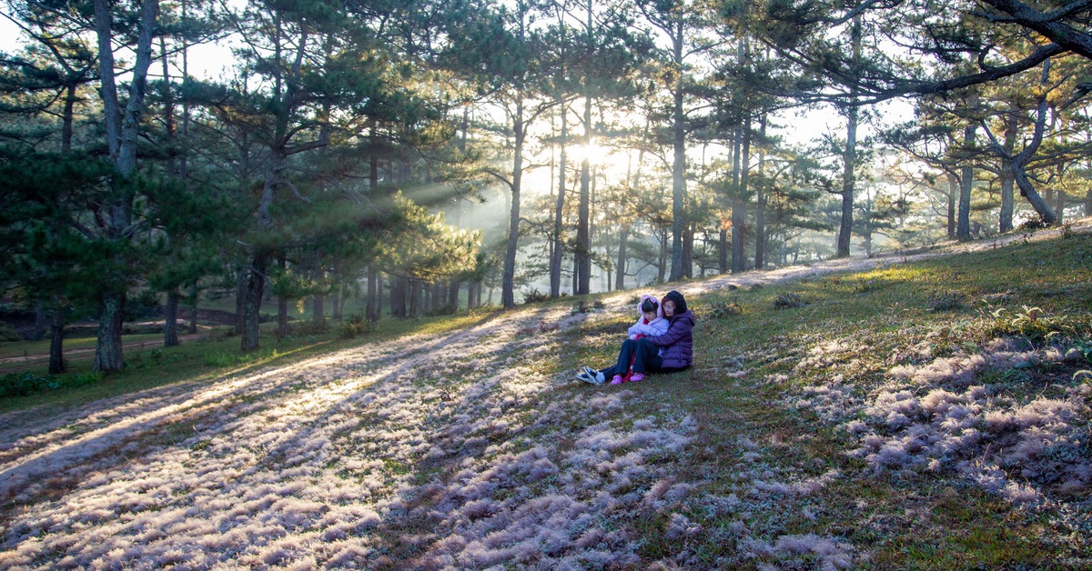 Đà Lạt mùa này đẹp đến lạ, cỏ tuyết ‘hẹn hò' với mai anh đào