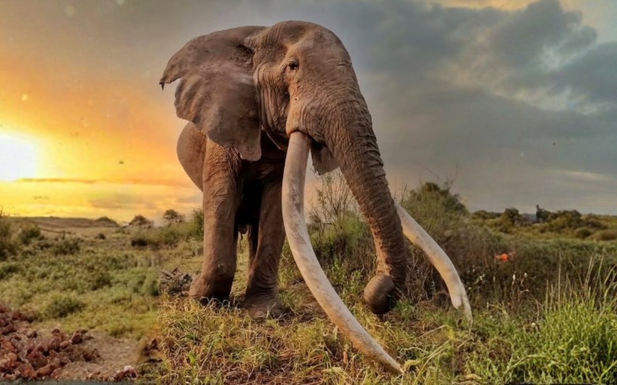 Voi 'siêu ngà' nổi tiếng thế giới qua đời