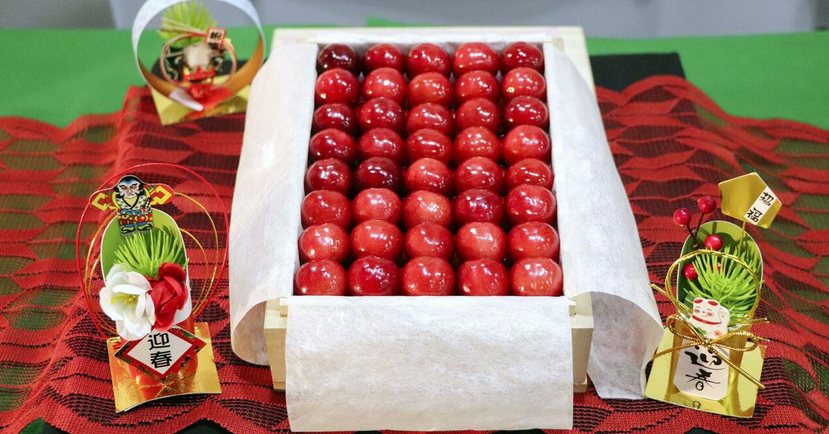 Anh đào Nhật thu hoạch giữa mùa đông, đấu giá tới 11.500 USD/thùng 68 trái