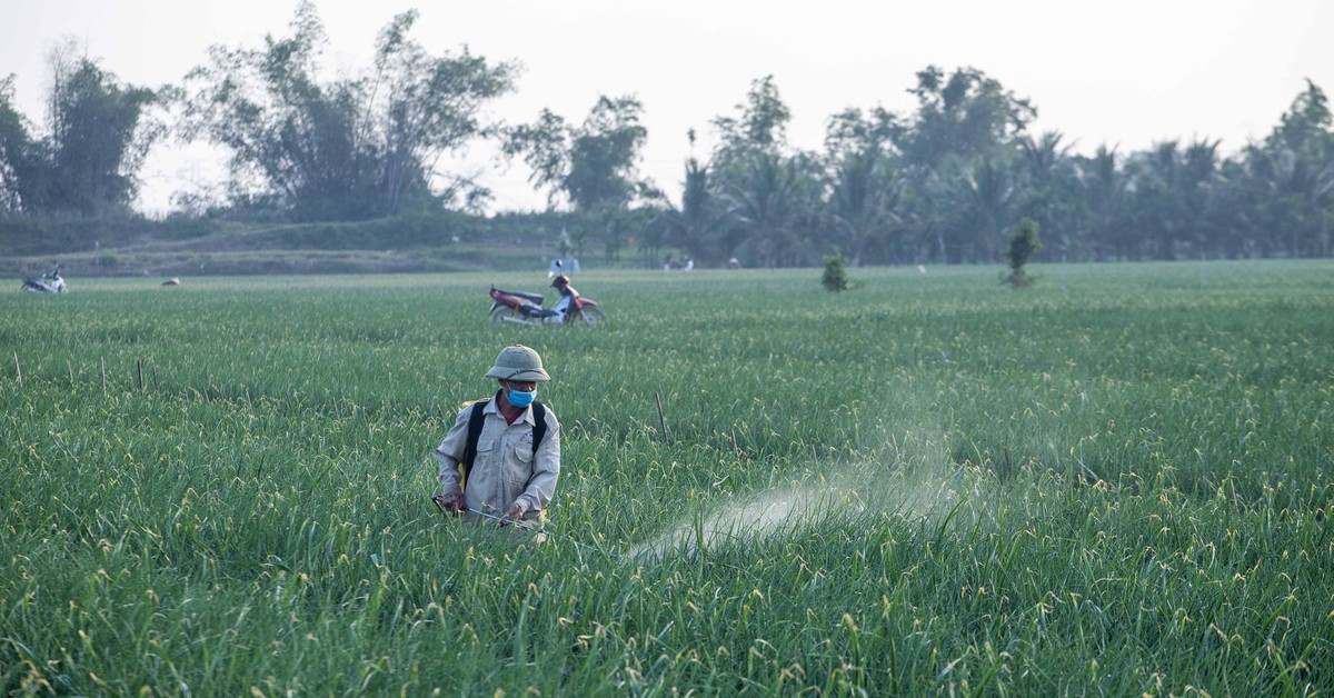 Bổ sung một số loại thuốc phòng trừ sinh vật gây hại trên sầu riêng, thanh long, bưởi
