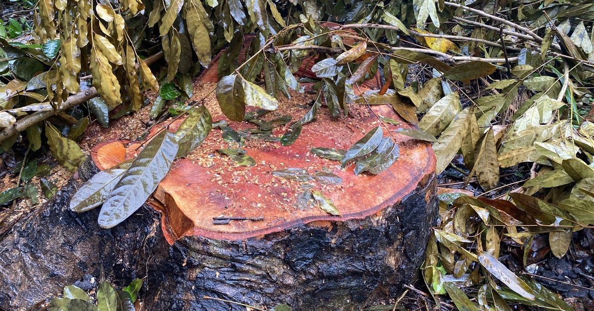 Vụ đốn 42 cây xà cừ ở Sóc Trăng: Chuyển đi bằng 7 xe, đã trả lại 3 xe