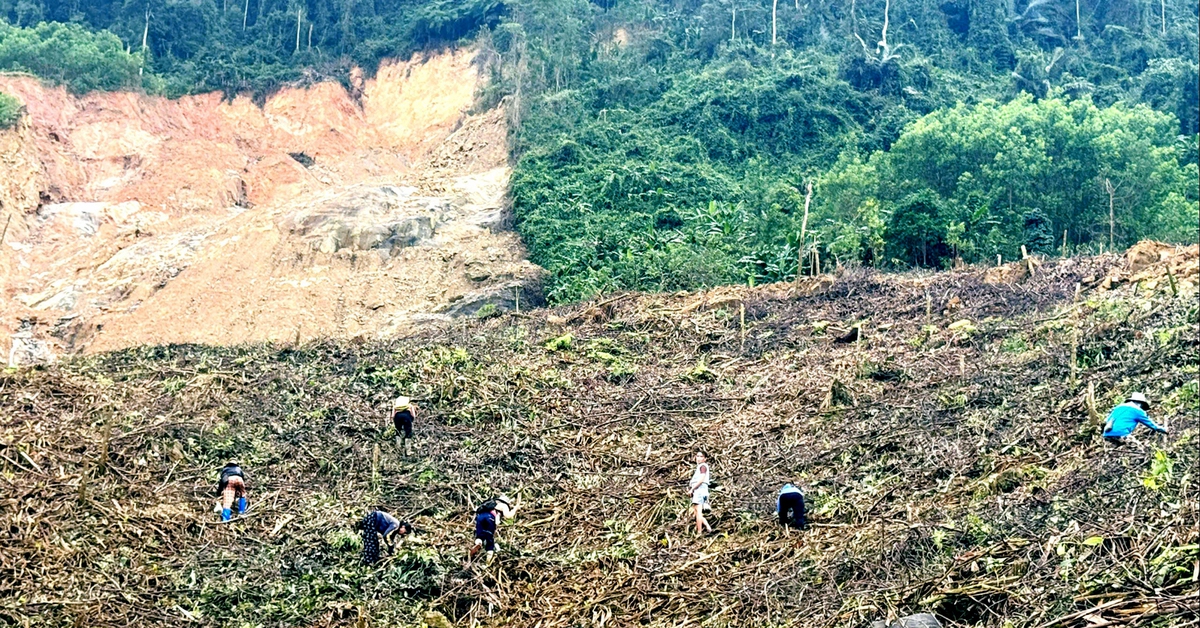 Rừng keo - cây xóa đói giảm nghèo và nỗi lo sạt lở? - Kỳ 2: Hiệu quả kinh tế cây keo tới đâu?