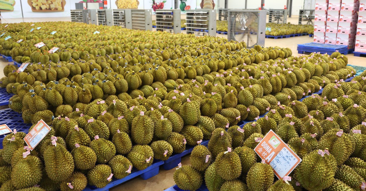 Trung Quốc tăng nhập sầu riêng Việt Nam, ngôi vương của Thái Lan bị đe dọa