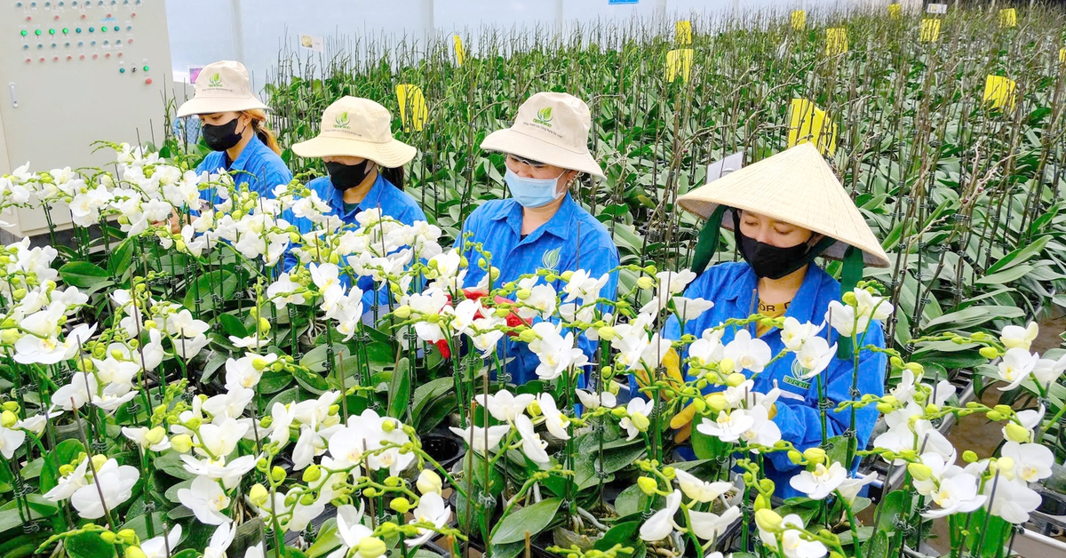 Hoa Tết 2026: Nhà vườn nghe ngóng sức mua