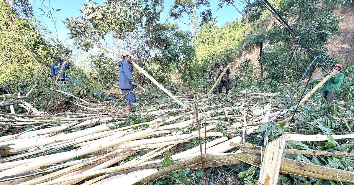 Rừng keo - Kỳ cuối: Làm gì để cây keo là nồi cơm của dân và giá trị sinh thái?