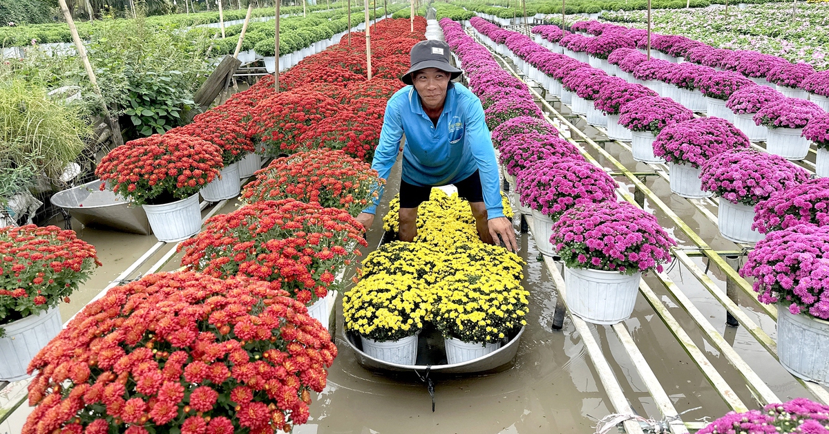 Người trồng hoa Tết ở miền Tây lạc quan