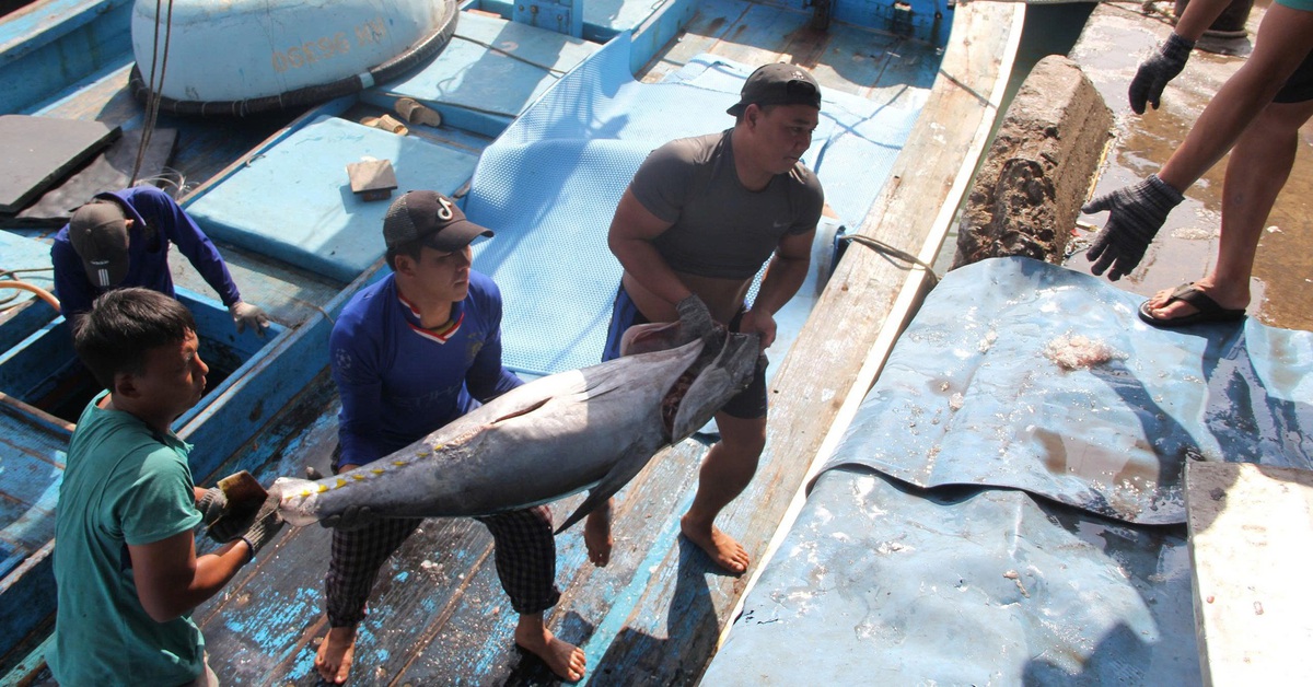 Mỹ cấm nhập 12 nhóm loài thủy sản: Nghề biển phải chuyển đổi, thích nghi