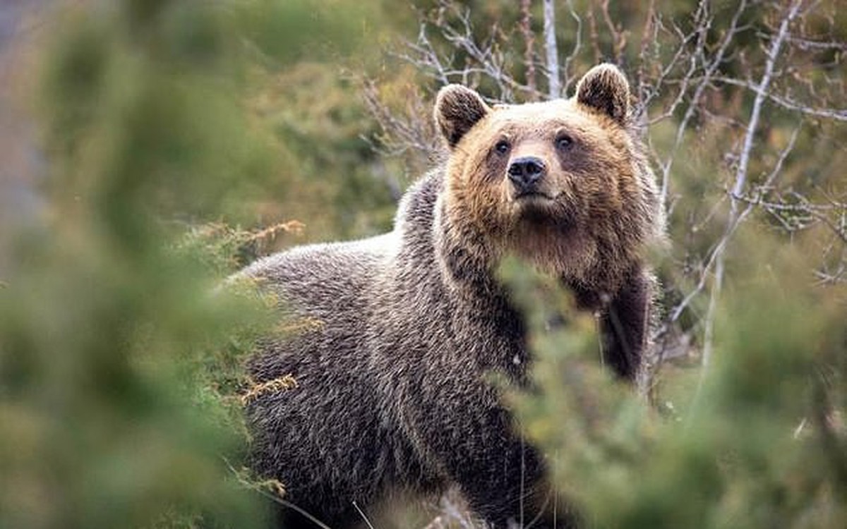 Gấu nâu tiến hóa… hiền hơn khi sống gần con người?