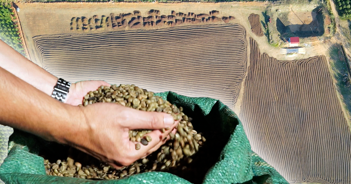 Video mùa phơi cà phê 'phủ nâu' Tây Nguyên đại ngàn