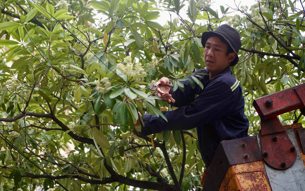 Công nhân cầm kéo cắt bớt hoa sữa trên phố Hà Nội