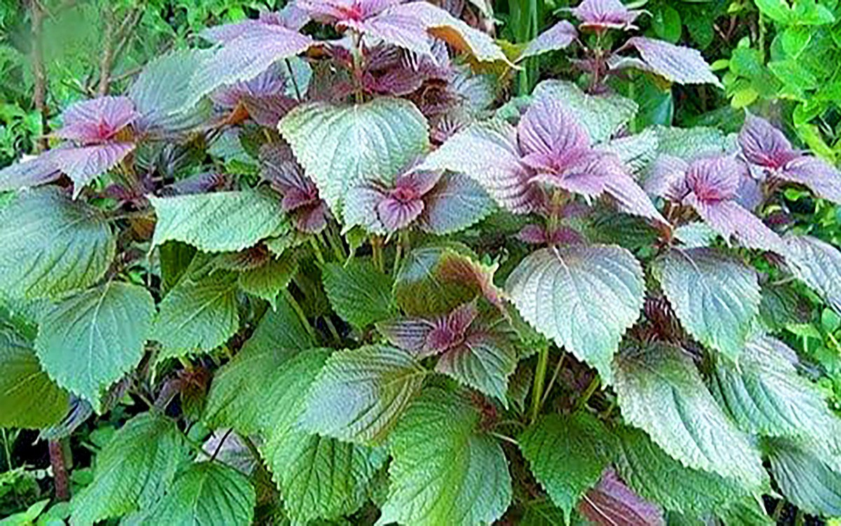 Nắng mưa thất thường, cúm gia tăng, có nên ăn nhiều cháo tía tô giải cảm?