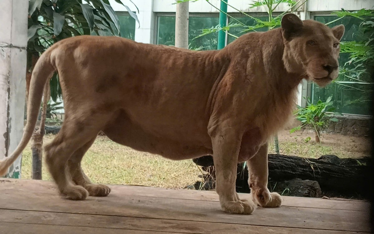 Mimi - sư tử cuối cùng ở Thảo cầm viên chết sau 16 năm gắn bó