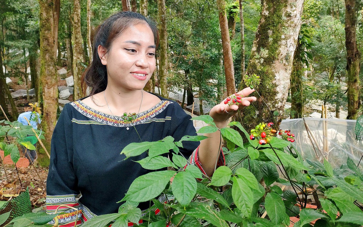 'Quốc bảo' sâm Ngọc Linh có trồng được ở Gia Lai?