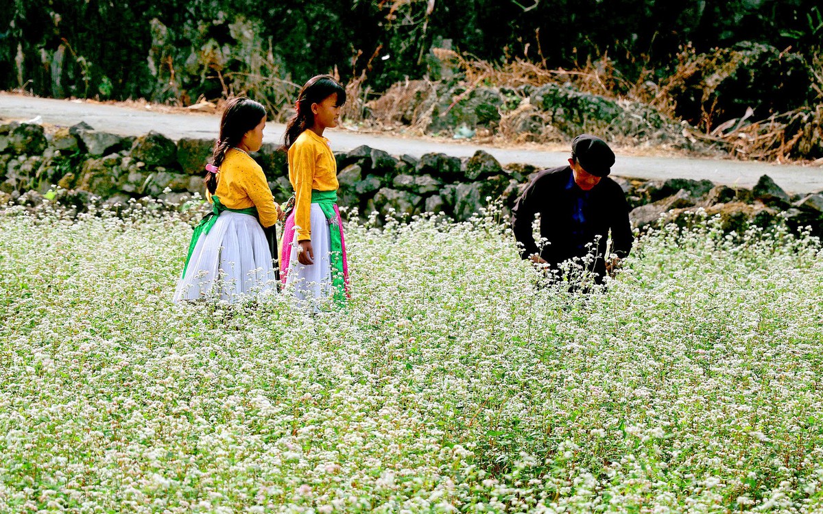Mùa hoa tam giác mạch bắt đầu, Lô Lô Chải, Đồng Văn ‘cháy phòng’ ngày khai hội