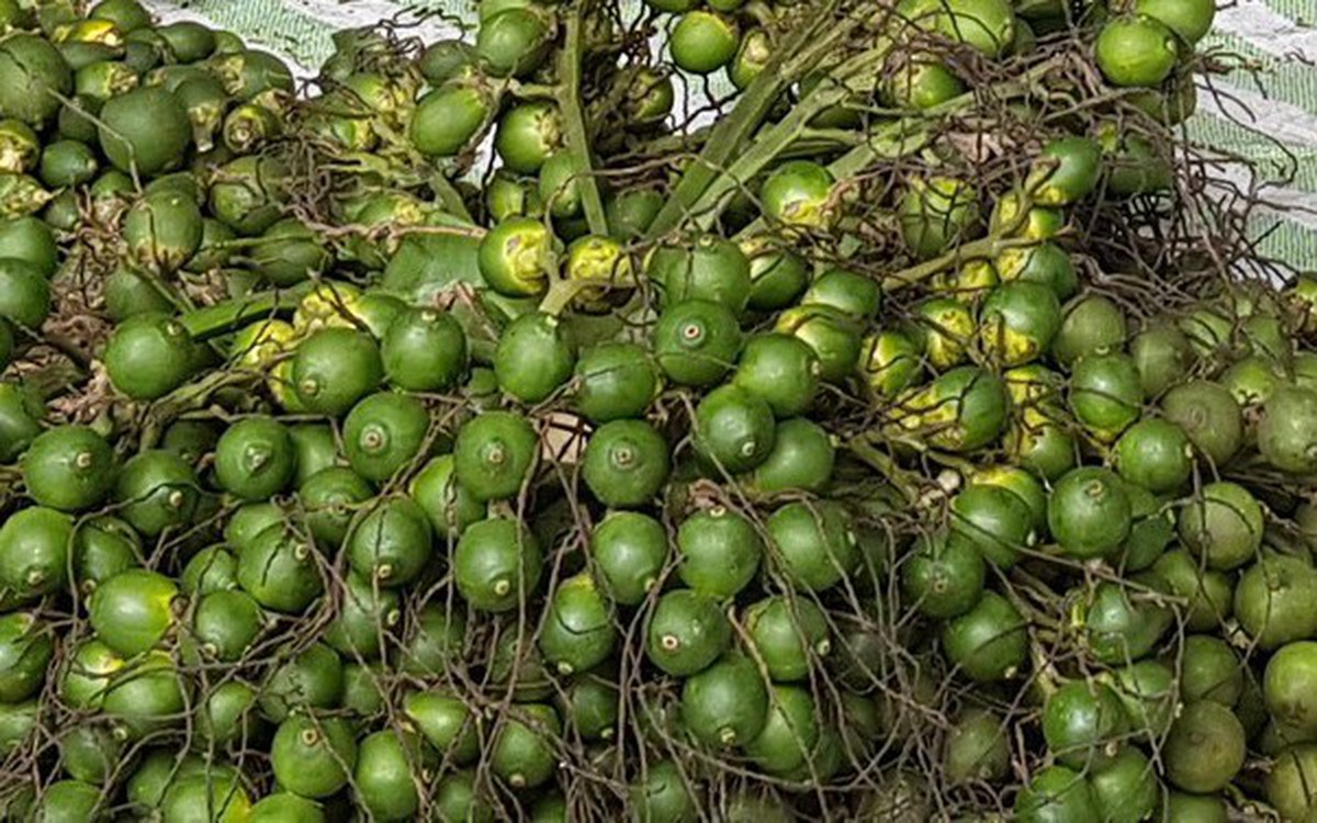 Thị trường nông sản miền Tây: Cau giảm sâu, người nuôi heo chịu lỗ nặng