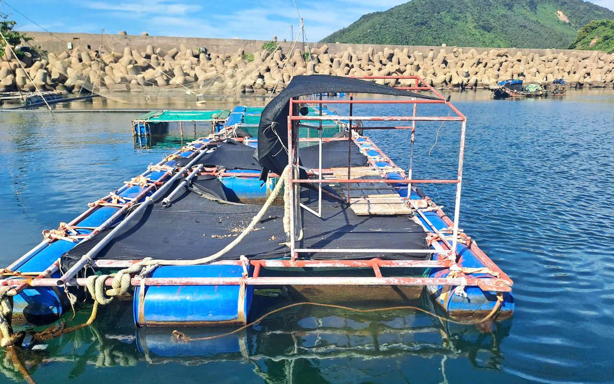 Cá nuôi lồng bè, cá tự nhiên chết dạt vào bờ biển: Các thông số mẫu nước đều nằm trong giới hạn cho phép