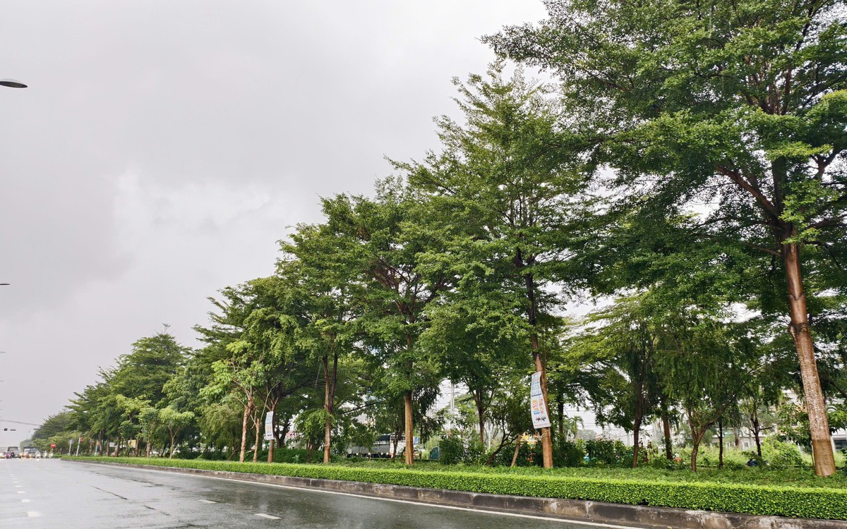 Hệ thống cây xanh Công Minh trúng bao nhiêu gói thầu ở Cần Thơ, Hậu Giang, Sóc Trăng?
