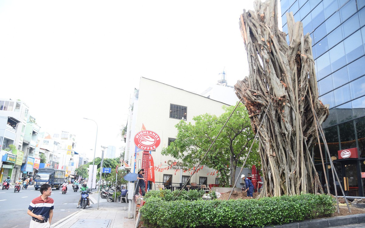 Trồng lại cây bồ đề ngã ra đường Đinh Tiên Hoàng ngay vị trí cũ