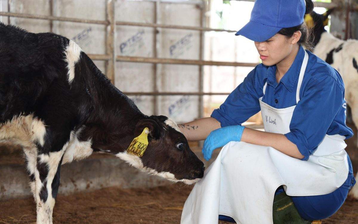 Sữa tươi Kun và chuỗi liên kết cho ‘sữa ngon nhà mình’