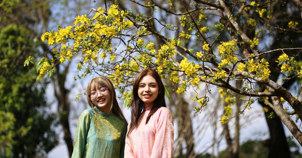 Đường hoàng mai xứ Huế thắm sắc xuân