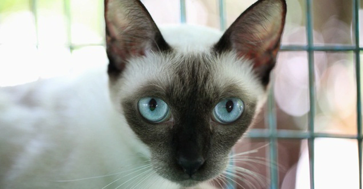 Du lịch Thái Lan chững lại, 'kinh tế mèo' vượt 11,8 tỉ USD