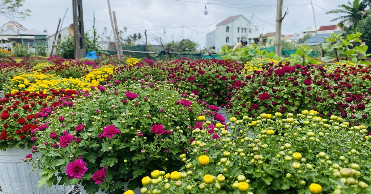 Thị trường hoa Tết Đà Nẵng bất ngờ với... 'cúc lùn'