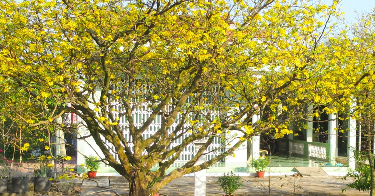 Sao ta mãi thương mai mùa cũ?