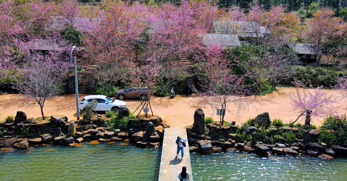 Mai anh đào nhuộm hồng Măng Đen trước thềm Tết Nguyên đán