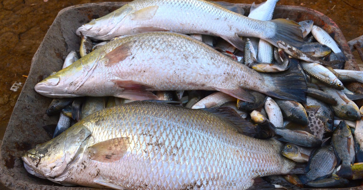 Bắt cá chẽm trong vuông nuôi tôm cua để ăn Tết