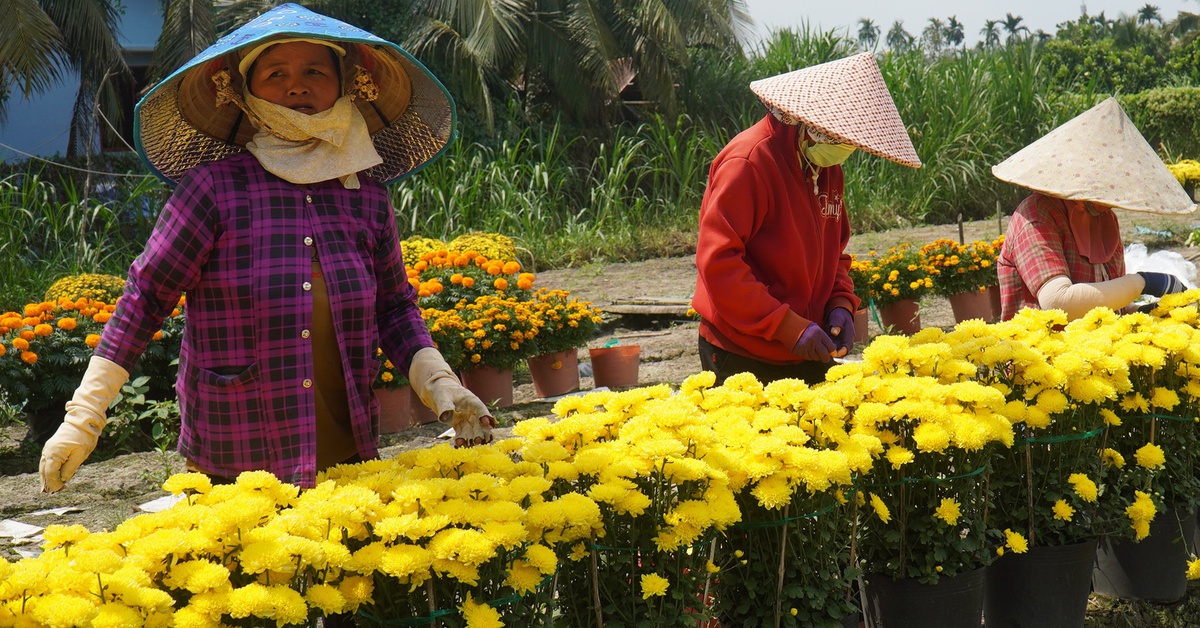 Cúc Hà Lan nở sớm vì thời tiết, nhà vườn Đồng Tháp lặt cánh bán cầm chừng dịp Tết