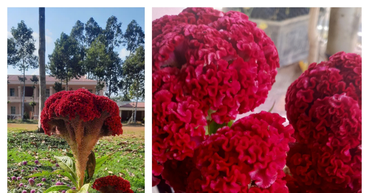 20 năm qua tôi đều nhận được chậu hoa mào gà lung linh dịp Tết