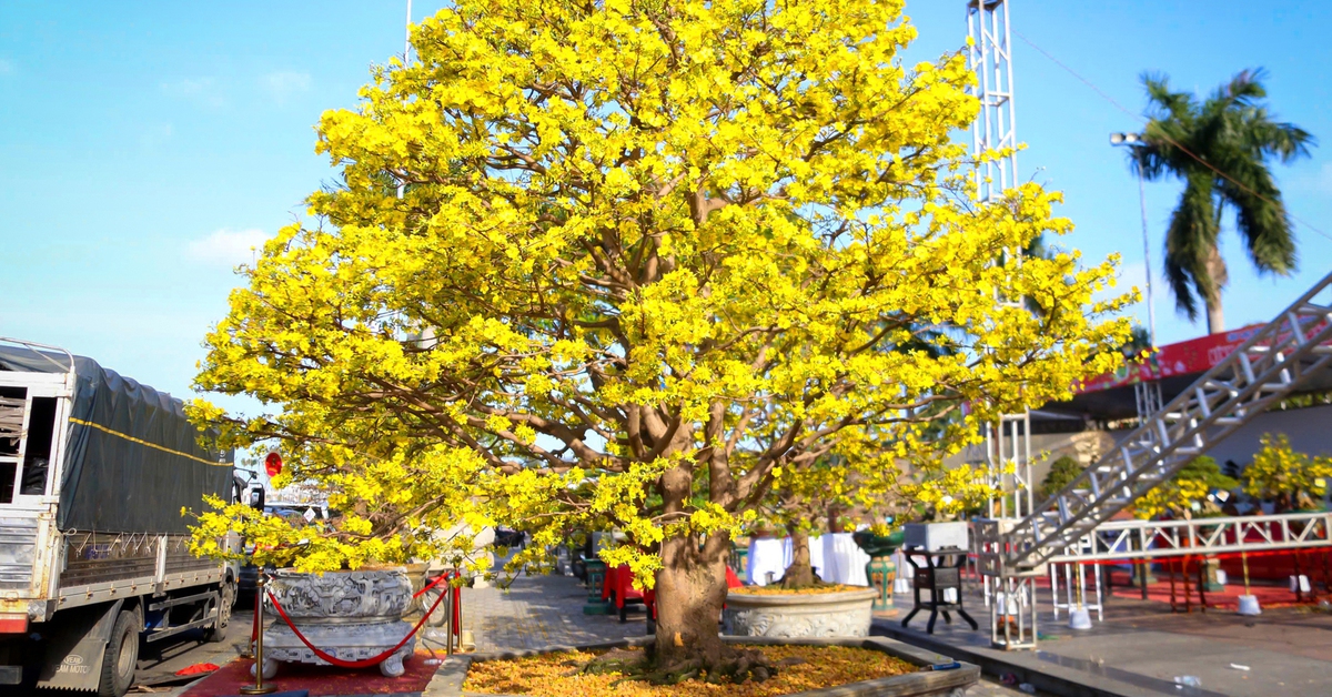 Mai Đà Nẵng đẹp bung lụa, những cây giá cao vẫn chờ khách