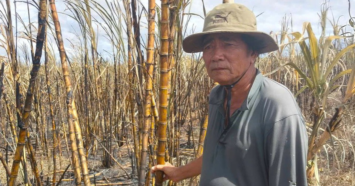 Nông dân xót xa bên những ruộng mía bất ngờ bốc cháy đen ngày giáp Tết