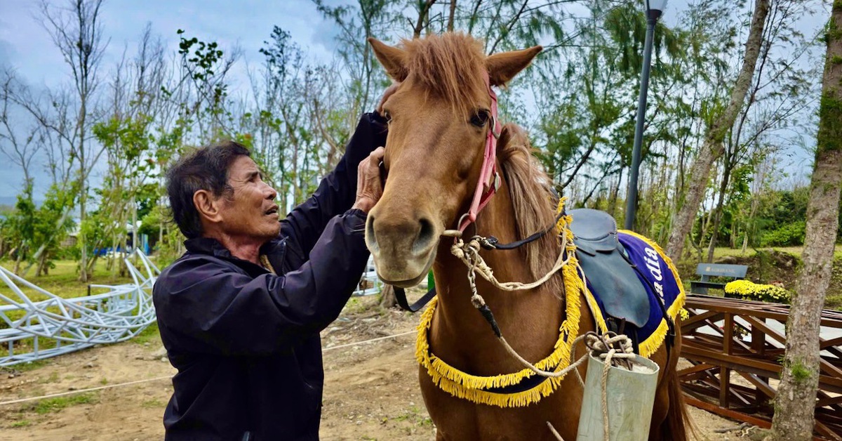 Cách nông dân ‘biến’ ngựa thồ thành ngựa đua
