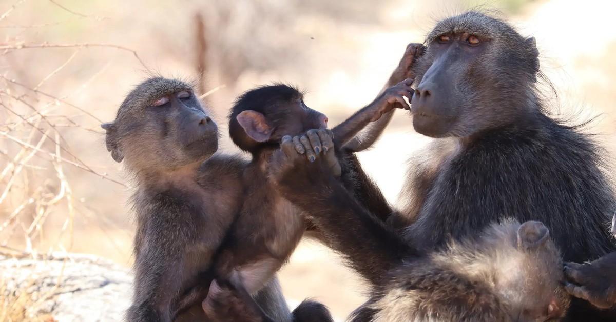 Loài khỉ cũng sợ mẹ cho ‘ra rìa’