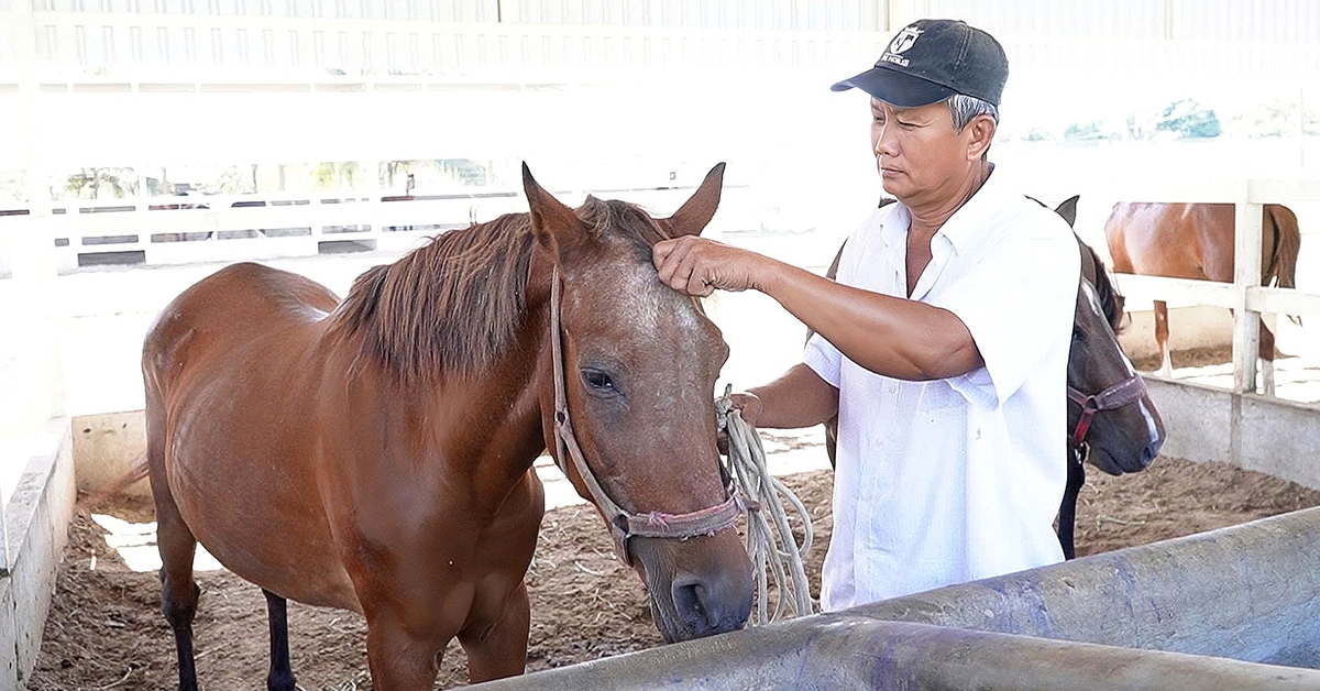 Những người vương vấn nghề nuôi ngựa đua Đức Hòa - Kỳ 1: Đường đua đã dừng, ngựa buồn bên chủ