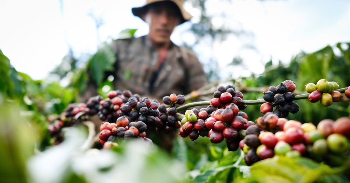 Gần 2.600 sản phẩm nông sản xuất sang Trung Quốc phải có thư xác nhận