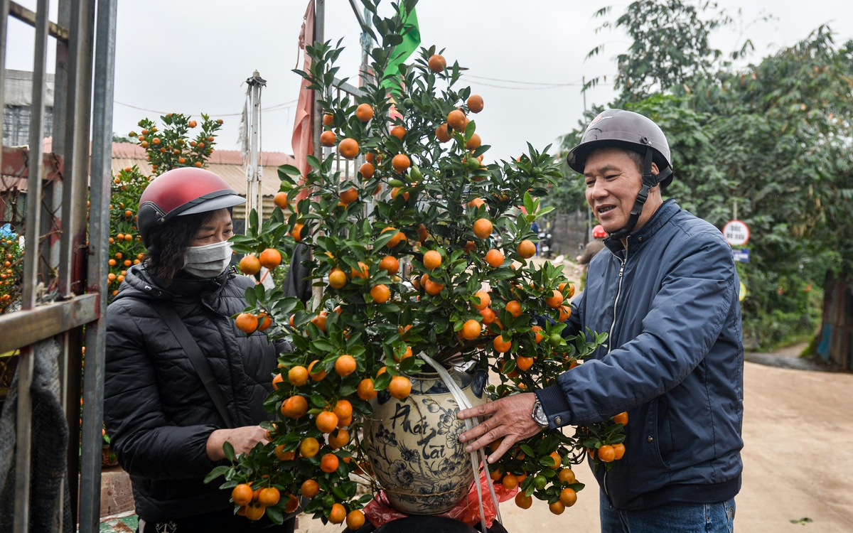 Quất 3 triệu đồng/cây đắt khách, đào 1,4 triệu đồng/cành khách lắc đầu bỏ đi