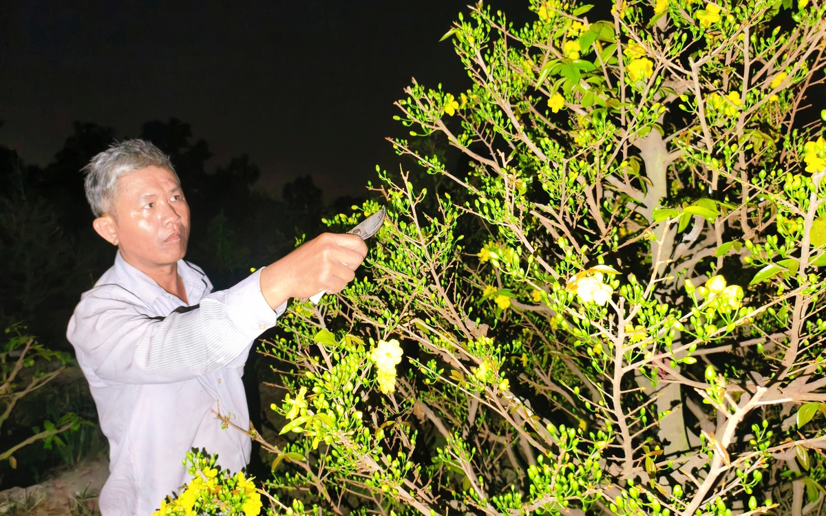 Nông dân làng mai Bình Lợi thấp thỏm chờ khách