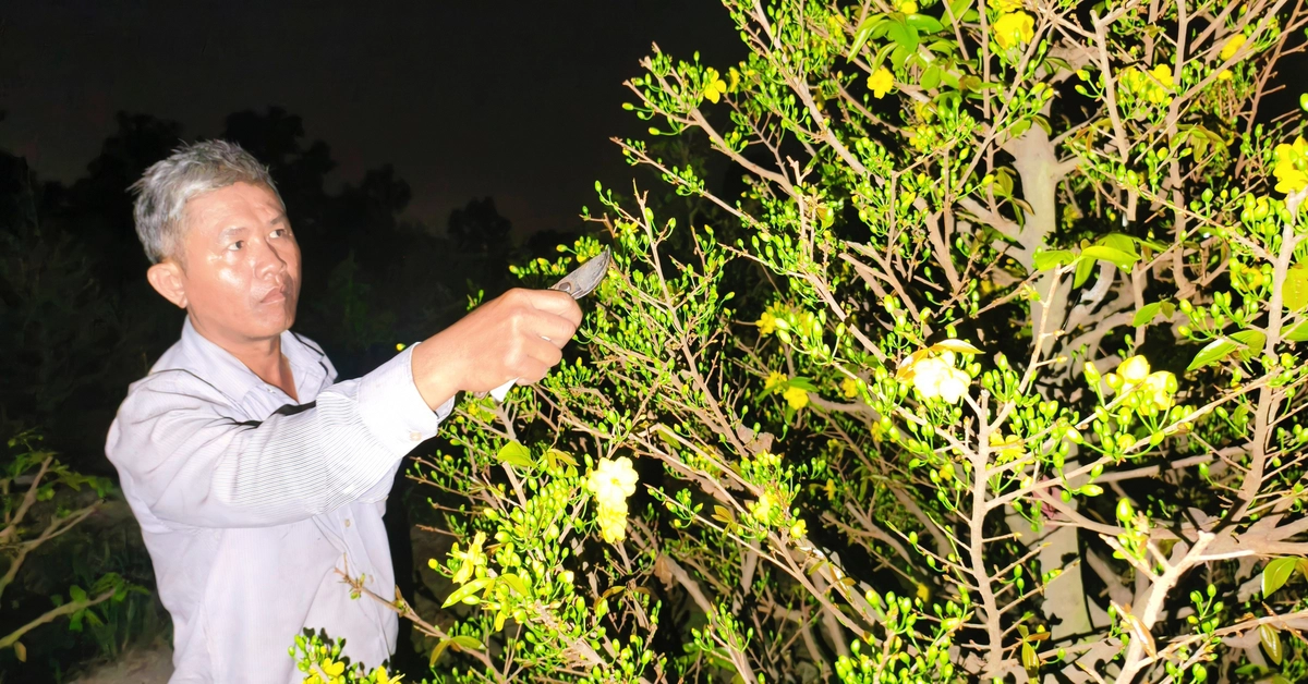 Nông dân làng mai Bình Lợi thấp thỏm chờ khách