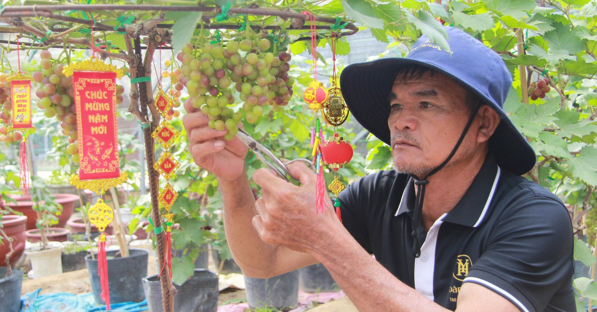 Nho cảnh Ninh Thuận 'trĩu lộc' đón Tết Bính Ngọ, nhà vườn tất bật giao khách