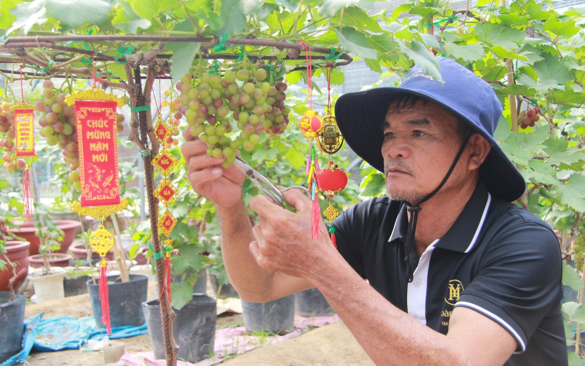 Nho cảnh Ninh Thuận 'trĩu lộc' đón Tết Bính Ngọ, nhà vườn tất bật giao khách