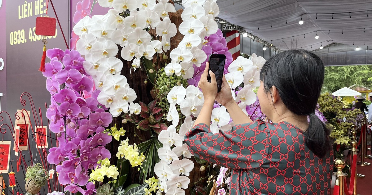 Từ cao nguyên xuống miền sông nước: lan hồ điệp ‘khủng’ nhuộm sắc xuân Cần Thơ