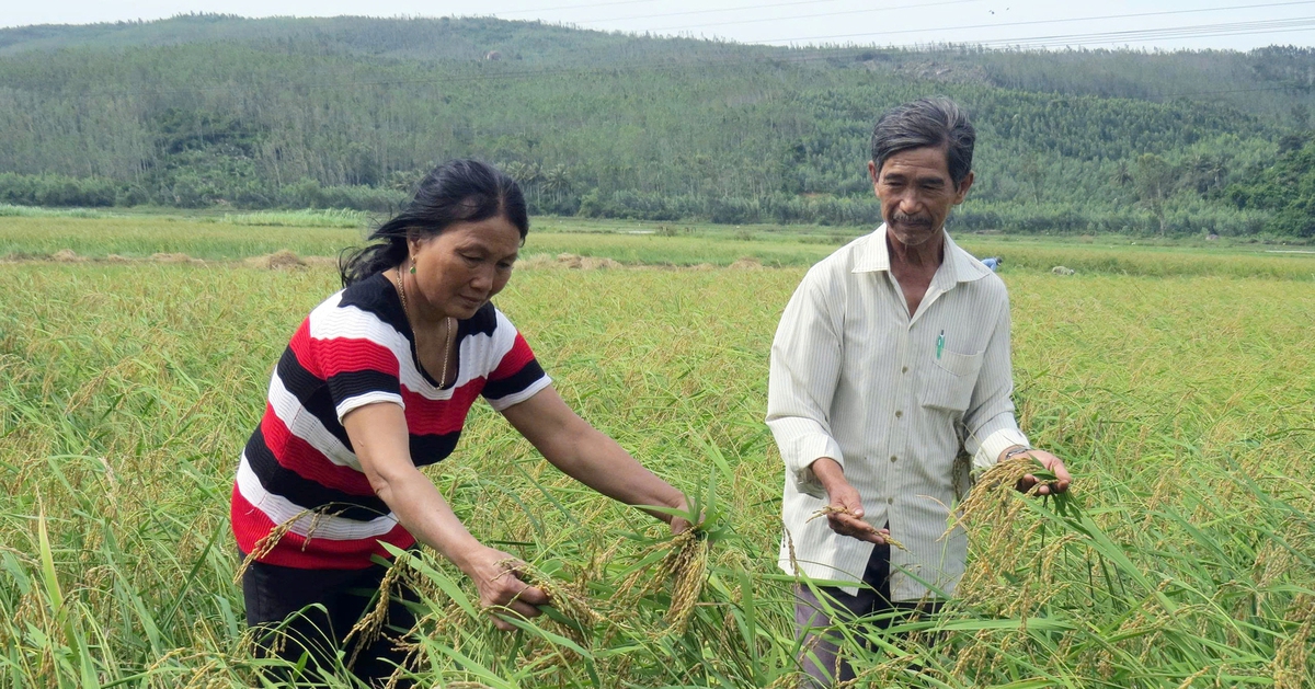 Ngày Tết thèm nếp ngự Sa Huỳnh