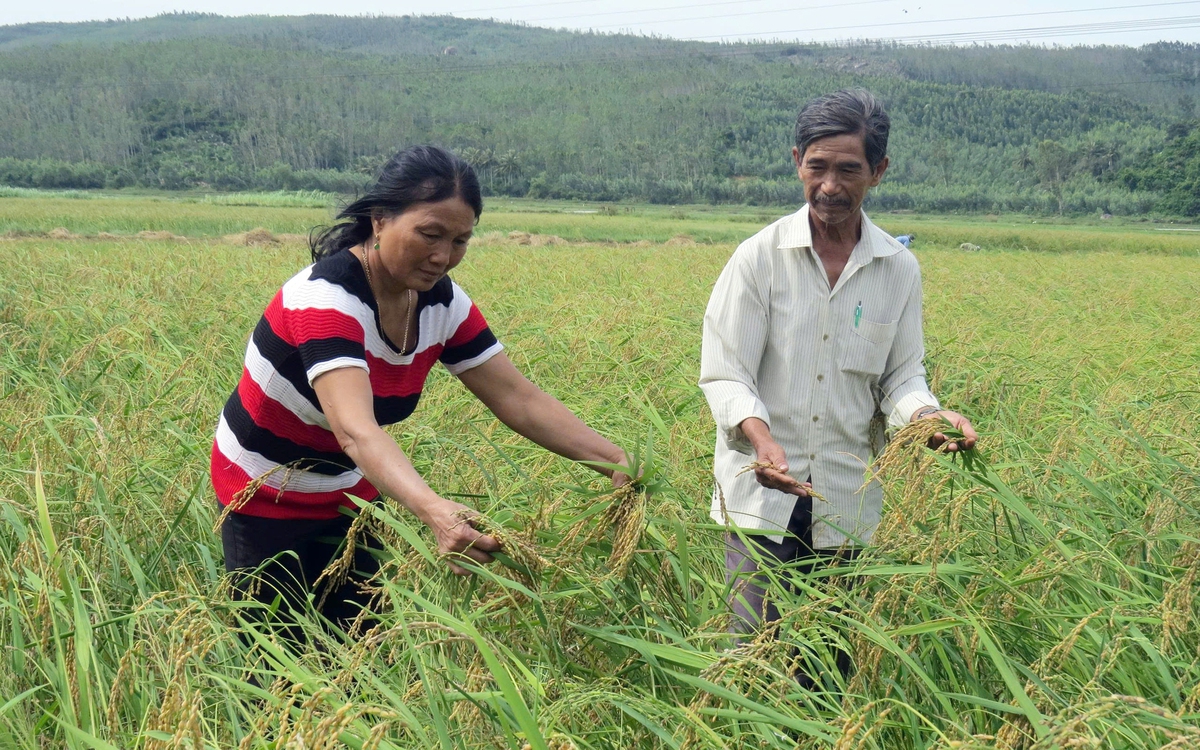 Ngày Tết thèm nếp ngự Sa Huỳnh