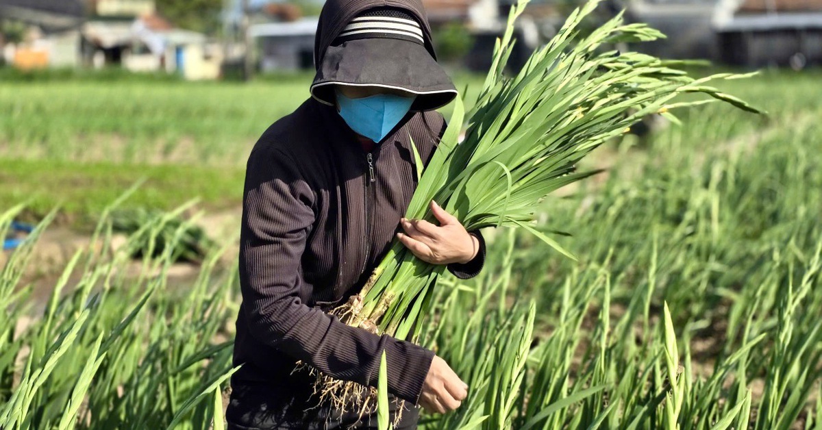 Sau lũ lịch sử, làng hoa Ngọc Lãng Tuy Hòa kịp bung nở đón xuân
