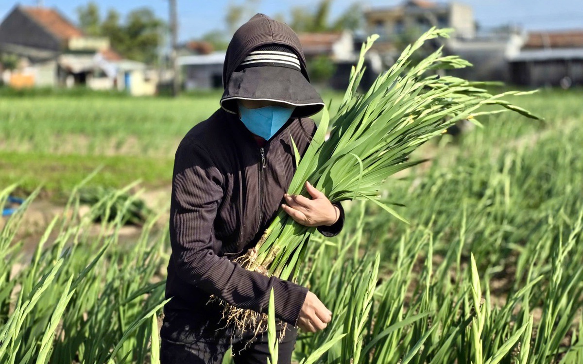 Sau lũ lịch sử, làng hoa Ngọc Lãng Tuy Hòa kịp bung nở đón xuân