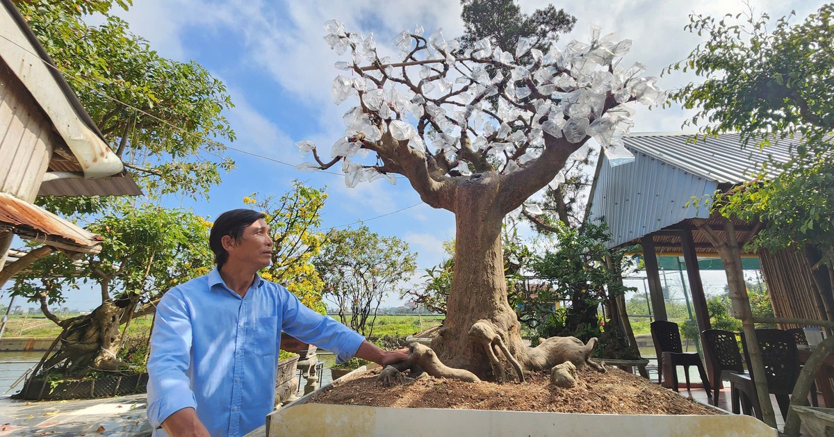 Độc lạ mai ghế