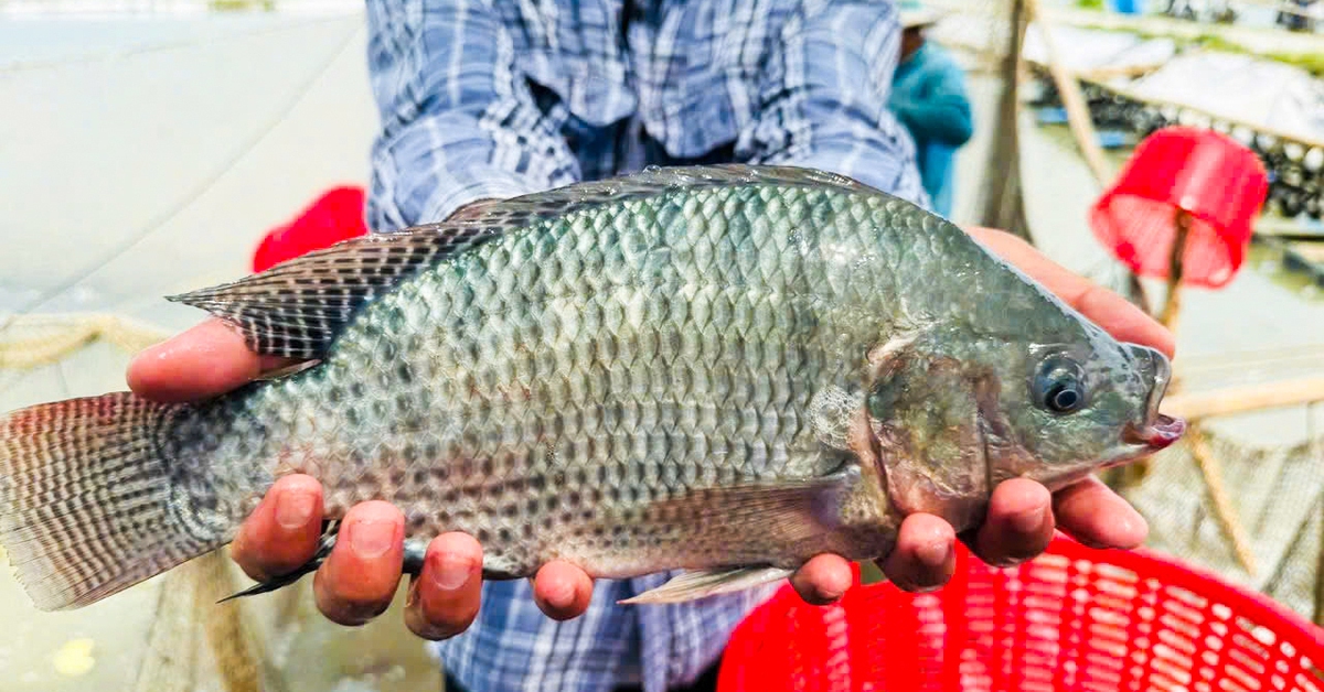 Một loài cá dễ nuôi, giàu dinh dưỡng, bán qua Mỹ, Brazil thu về trăm triệu USD