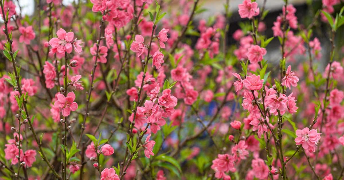 Giấc mộng mùa xuân